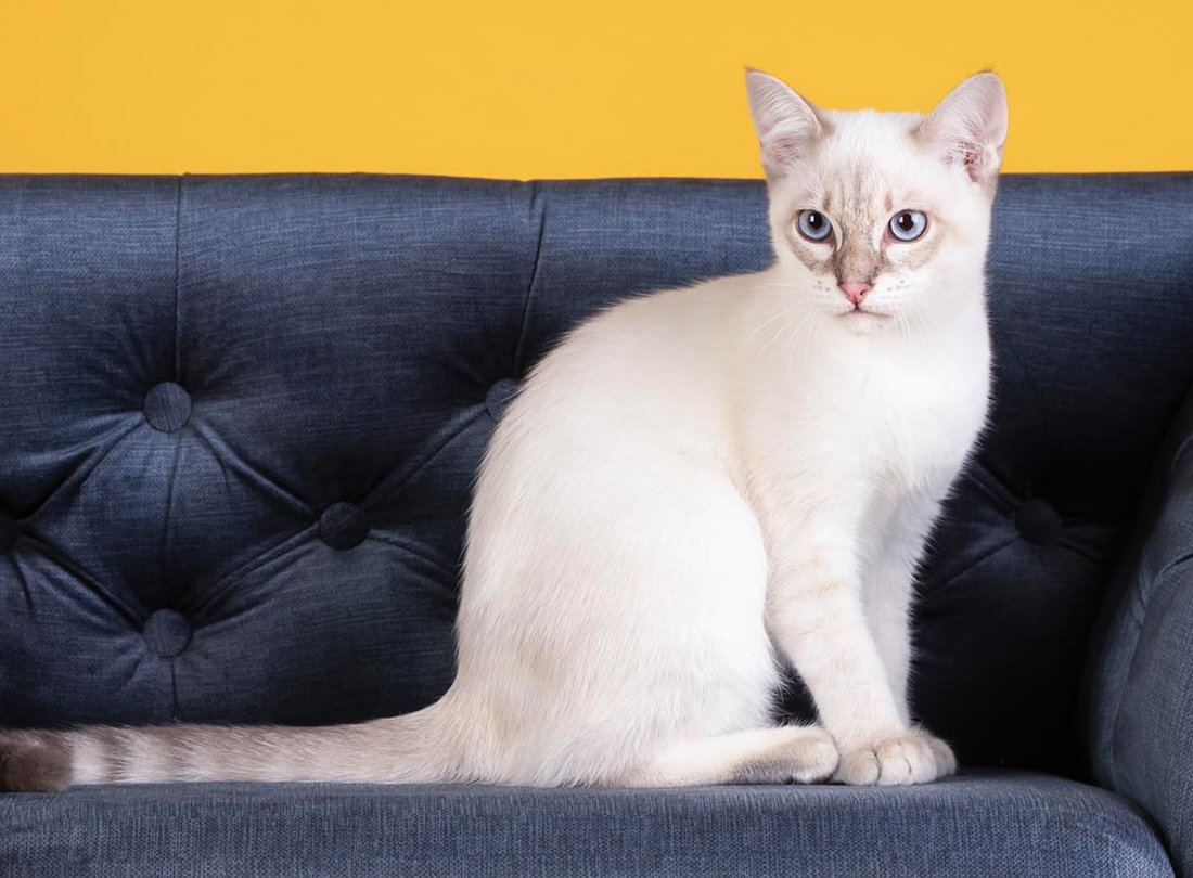 KCH. Békés Silver Noel